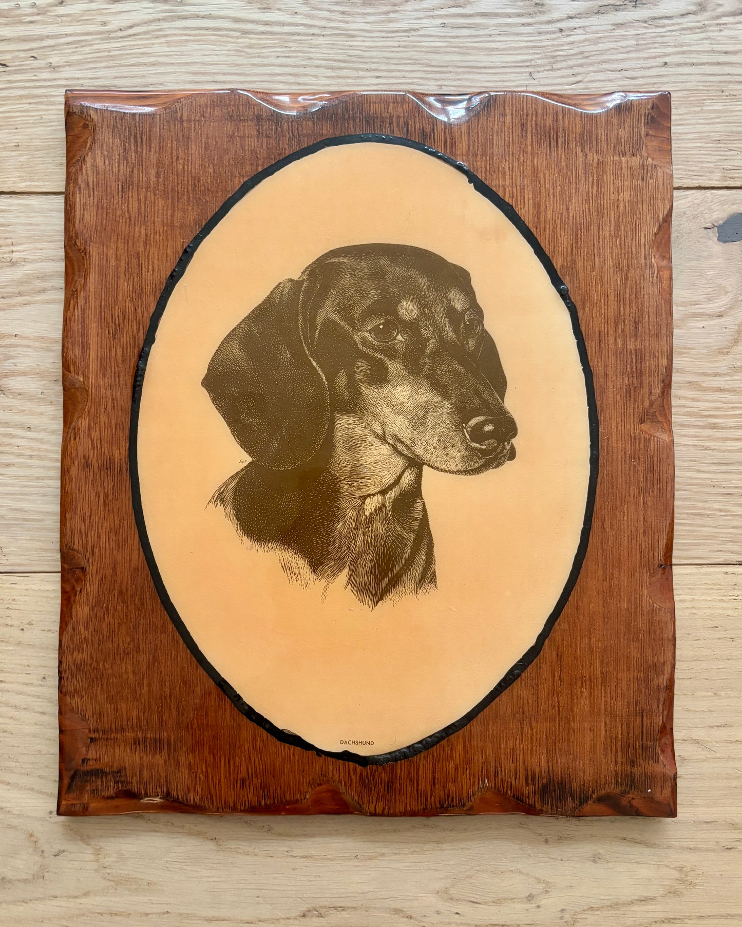 Vintage Dachshund Shellacked Portrait